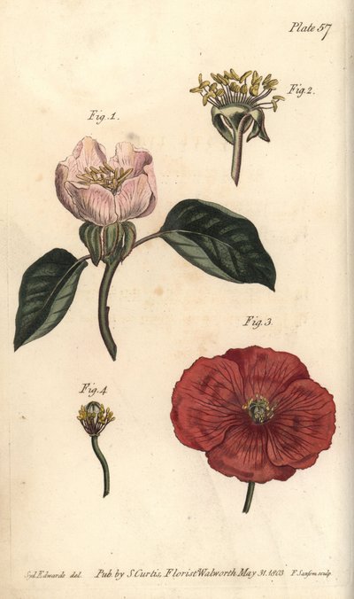 Kweepeerbloem, Cydonia oblonga, Icosandria door Sydenham Teast Edwards
