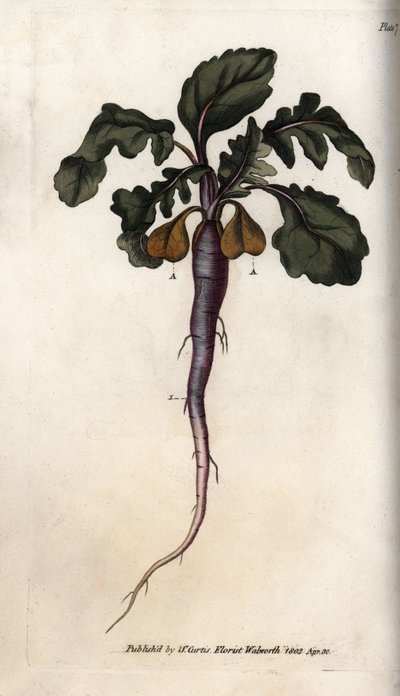 Radijs, uit Botanical Conferences door Sydenham Teast Edwards