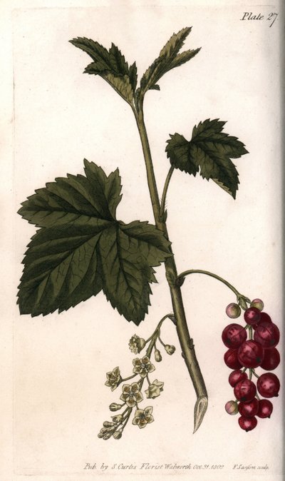 Rode bes. Gekleurde kopergravure, illustratie door Sydenham Edwards (1768-1819) voor Conferenties van Botanische, Botanische Tuin van Lambeth (Engeland) door Sydenham Teast Edwards