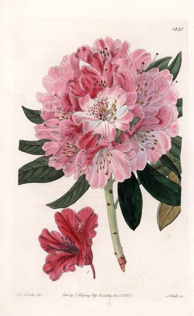Rhododendron Hybrid Variete - Gegraveerd door S.Watts, uit een illustratie van Sarah Anne Drake (1803-1857), uit het Botanical Register van Sydenham Edwards (1768-1819), Engeland door Sydenham Teast Edwards