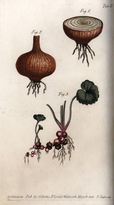 Wortels en bollen van ui en saxifrage, granulee of zogenaamde bolletjes. Gekleurde kopergravure, illustratie door Sydenham Edwards voor Conferences of Botanical, Botanical Garden of Lambeth door Sydenham Teast Edwards