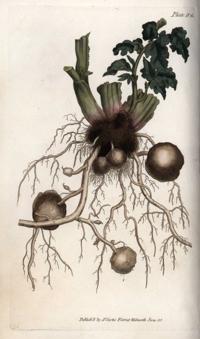 Wortels en knollen van een pootaardappel. Gekleurde kopergravure, illustratie door Sydenham Edwards voor Conferences of Botanical, Botanical Garden of Lambeth door Sydenham Teast Edwards