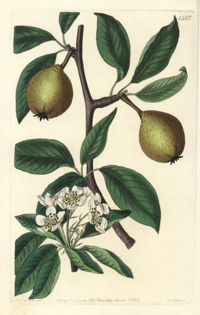 Saliebladige peer - Pyrus salviifolia door Sydenham Teast Edwards