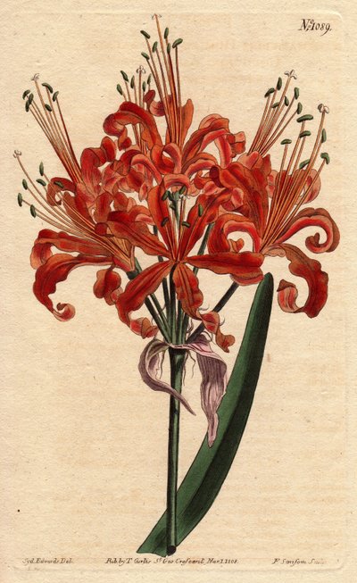 Zalmkleurige amaryllis, met krullende oranje bloem, bloeiend vanaf een enkele steel - uit een botanische illustratie door Sydenham Edwards door Sydenham Teast Edwards