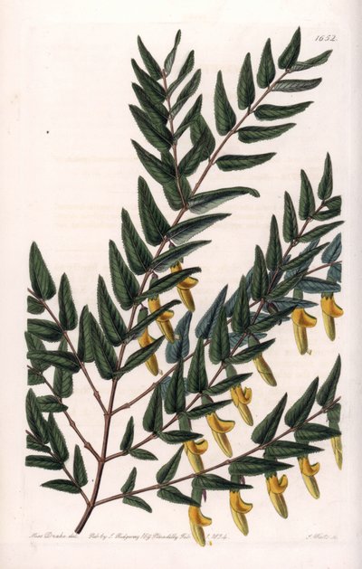 Scotia een gladde takken - Plaat gegraveerd door S.Watts, uit een illustratie van Sarah Anne Drake, uit het Botanical Register van Sydenham Edwards, Engeland door Sydenham Teast Edwards