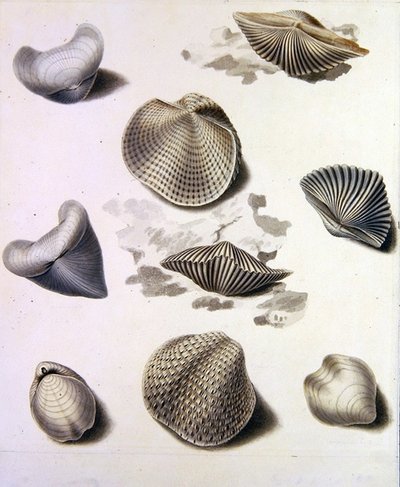 Schelp en mariene flora door Sydenham Teast Edwards