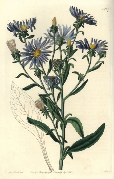 Aster spectabilis door Sydenham Teast Edwards