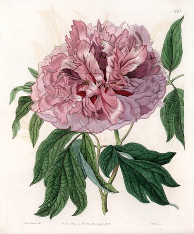 Struikpioen of schapepioen - Gegraveerde plaat door S. Watts, naar een illustratie van Sarah Anne Drake (1803-1857), uit het Botanical Register van Sydenham Edwards (1768-1819), Engeland door Sydenham Teast Edwards
