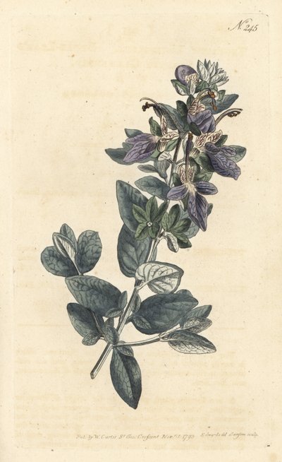 Struikige gamander, Teucrium fruticans (Teucrium latifolium) door Sydenham Teast Edwards