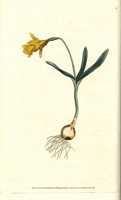 Kleine narcis - Kleinste narcis, Narcissus pseudonarcissus subsp. minor (Narcissus minor). Handgekleurde kopergravure naar een botanische illustratie door James Sowerby uit William Curtis