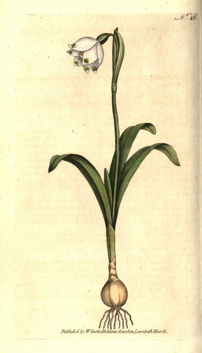 Lenteklokje, Leucojum vernum door Sydenham Teast Edwards