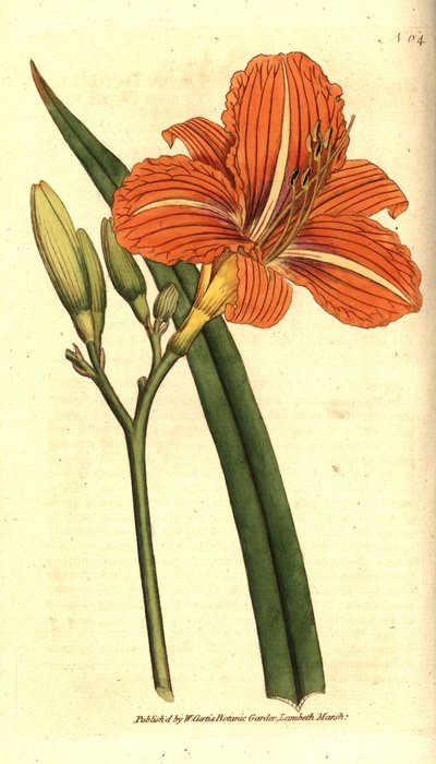 Tawny daglelie door Sydenham Teast Edwards