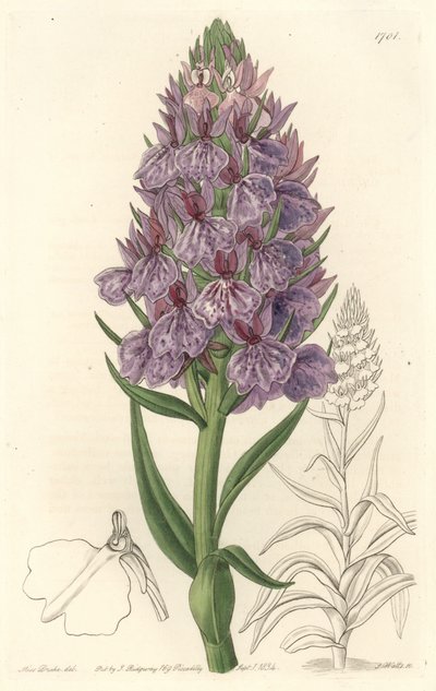 Terrestrische orchidee, endemisch op het eiland Madeira door Sydenham Teast Edwards