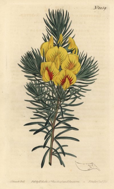 De cotter of honingstruik - Kustthee, Cyclopia genistoides (Spotted-flowered ibbetsonia, Ibbetsonia genistoides). Handgekleurde kopergravure door F. Sansom Jr. naar een illustratie van Sydenham Edwards uit William Curtis