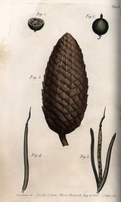 Het vruchtomhulsel van kruisbes heeft makreel, vrucht van Schotse den en klaverwanden (of ravenelle). Gekleurde kopergravure, illustratie door Sydenham Edwards voor Conferences of Botanical, Botanical Garden of Lambeth door Sydenham Teast Edwards