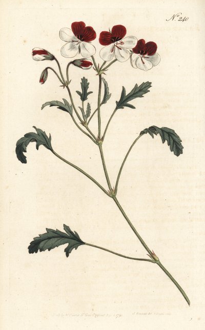 Driekleurige ooievaarsbek, Pelargonium tricolor - uit William Curtis