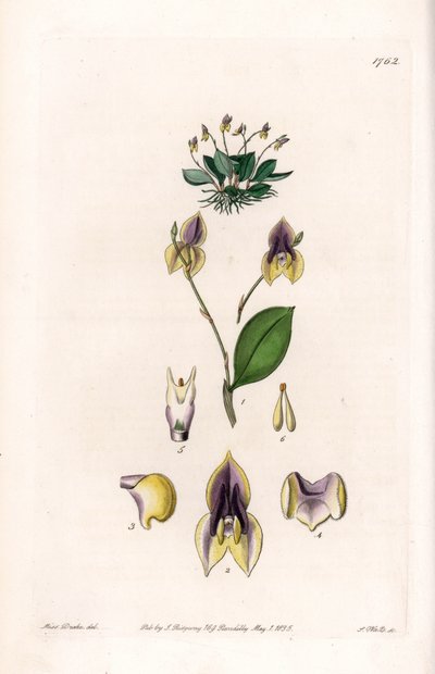 Drie tanden Lepanthe - Plaat gegraveerd door S. Watts, naar een illustratie van Sarah Anne Drake (1803-1857), uit het Botanical Register van Sydenham Edwards (1768-1819), Engeland door Sydenham Teast Edwards