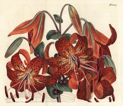 Tijgerlelie, Lilium lancifolium (Tijger-gevlekte Chinese lelie, Lilium tigrinum) door Sydenham Teast Edwards