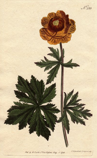 Trollius asiaticus door Sydenham Teast Edwards