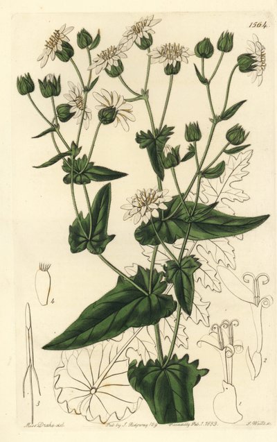Turnip-leaved musk-succory, Moscharia pinnatifida, uit het Botanical Register door Sydenham Teast Edwards