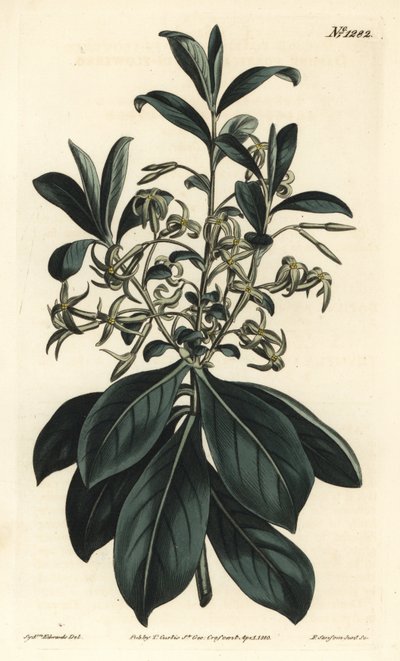 Tweebloemige daphne, Daphne pontica. Handgekleurde kopergravure door F. Sansom Jr. naar een illustratie van Sydenham Edwards uit William Curtis
