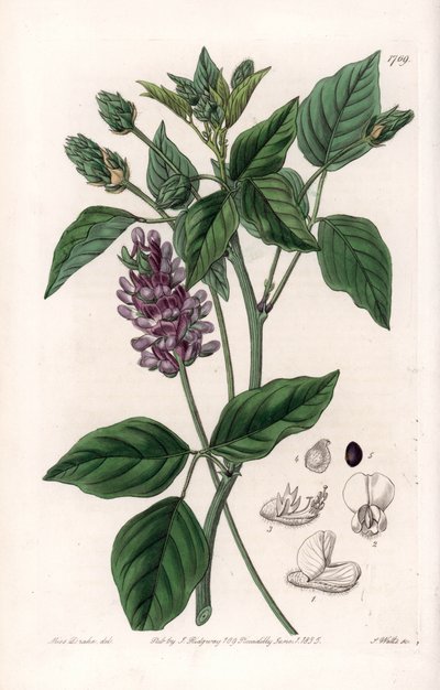 Variete de Psoralea - uit het Botanical Register van Sydenham Edwards (1768-1819), Engeland door Sydenham Teast Edwards