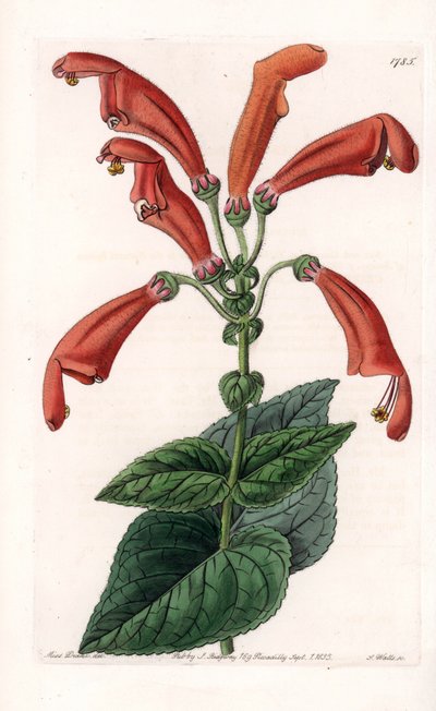 Variëteit van gesneria, een bloem in buizen door Sydenham Teast Edwards