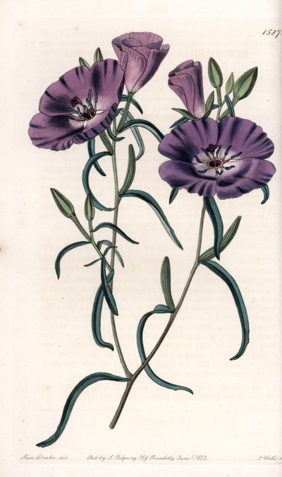 Variëteit van Clarkia, inheems in Zuid-Amerika - Gegraveerd door S.Watts, uit een illustratie van Sarah Anne Drake, uit het Botanical Register van Sydenham Edwards, Engeland door Sydenham Teast Edwards