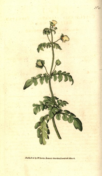 Calceolaria door Sydenham Teast Edwards