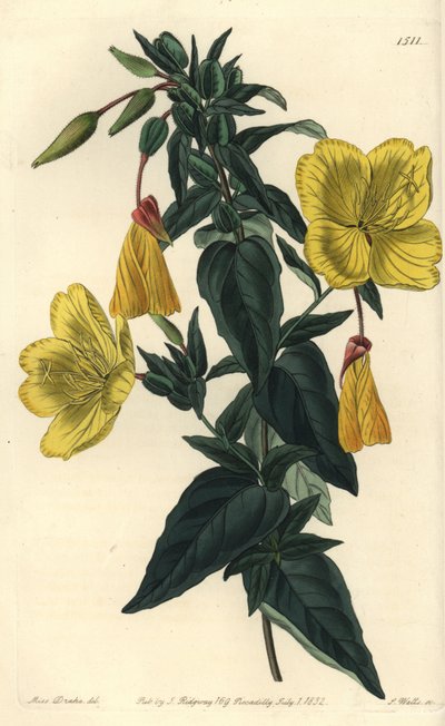 Oenothera glauca door Sydenham Teast Edwards