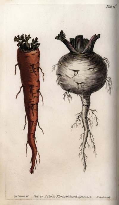 Groente wortels: wortel en raap. Gekleurde kopergravure, illustratie door Sydenham Edwards (1768-1819) voor Conferenties van Botanische, Botanische Tuin van Lambeth (Engeland) door Sydenham Teast Edwards