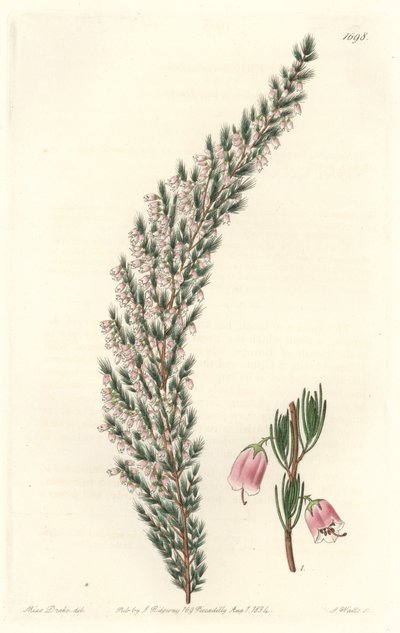 Vesiculaire Epiary, oorspronkelijk uit Europa - Sterk water door S. Watts naar een illustratie van Sarah Anne Drake (1803-1857), uit het Botanical Register door Sydenham Teast Edwards