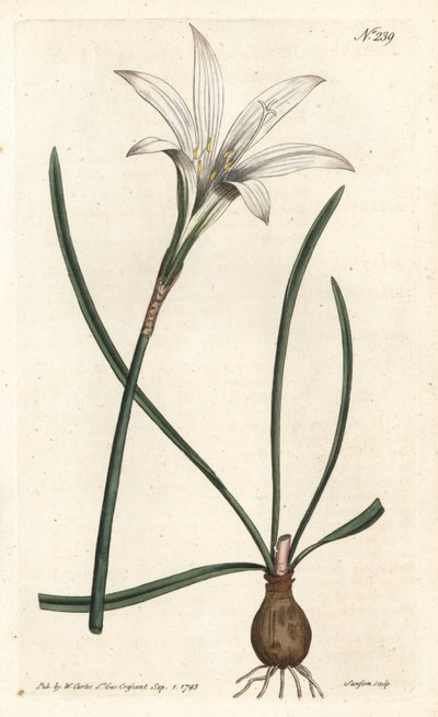 Virginia Amaryllis - Atamasco lelie, Zephyranthes atamasco (Amaryllis atamasco) door Sydenham Teast Edwards