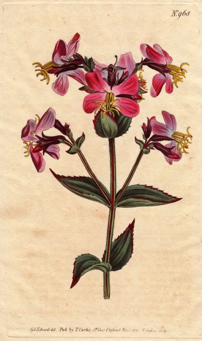 Virginia rhexia, met paarse en roze bloemen. Rhexia virginica door Sydenham Teast Edwards