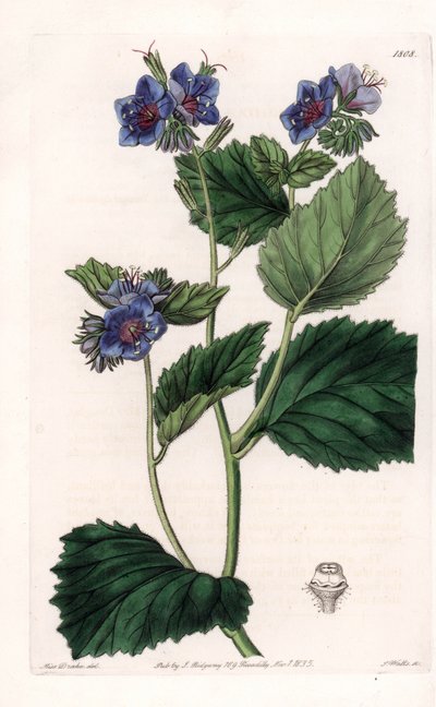 Viskeuze Phacelia door Sydenham Teast Edwards