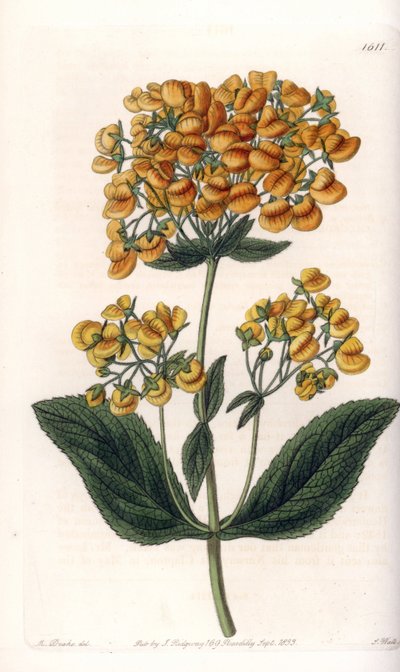 Viskeuze calceolar (of kleine slipper) door Sydenham Teast Edwards