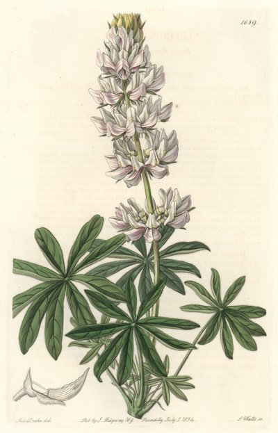 Witbloemige lupine (Lupinus microcarpus), uit het Botanical Register door Sydenham Teast Edwards