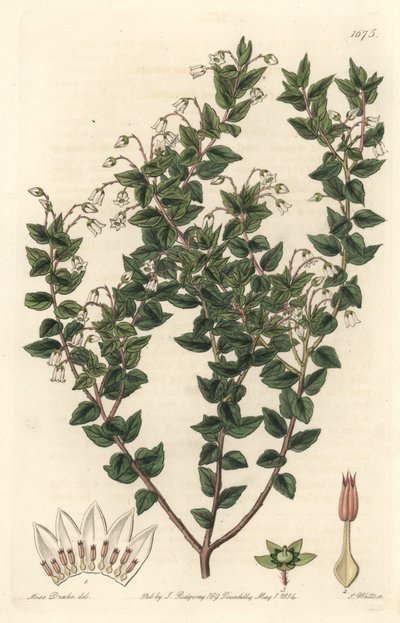 Witbloemige mucronee of pernettya gaultherie door Sydenham Teast Edwards