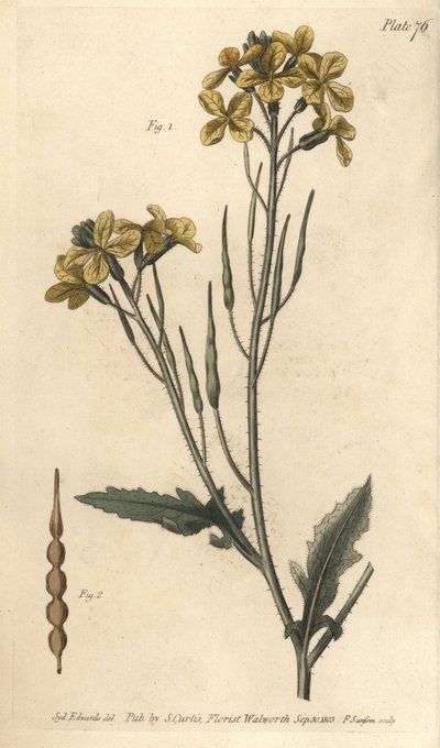 Wilde radijs, Raphanus raphanistrum, Siliquosa. Handgekleurde kopergravure door F. Sansom naar een botanische illustratie door Sydenham Edwards voor William Curtis