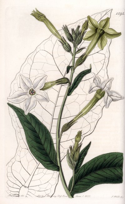 Vleugeltabak of sierlijke tabak - Plaat gegraveerd door S.Watts, naar een illustratie van Sarah Anne Drake (1803-1857), uit het Botanical Register van Sydenham Edwards (1768-1819), Engeland door Sydenham Teast Edwards