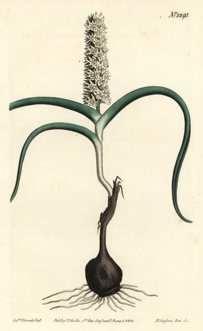 Wurmbea monopetala, uit het Botanical Magazine door Sydenham Teast Edwards