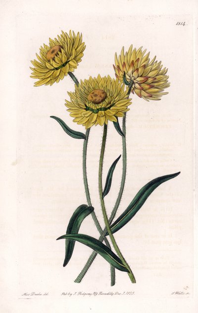 Xerochrysum variete, endemisch in Australië - Gegraveerd door S.Watts, uit een illustratie van Sarah Anne Drake (1803-1857), uit het Botanical Register van Sydenham Edwards (1768-1819), Engeland door Sydenham Teast Edwards