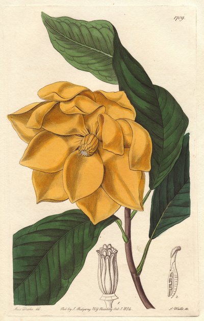 Geelbloemige Magnolia, afkomstig uit Java (Indonesië) - Sterk water door S. Watts uit een illustratie van Sarah Anne Drake (1803-1857), uit het Botanical Register door Sydenham Teast Edwards