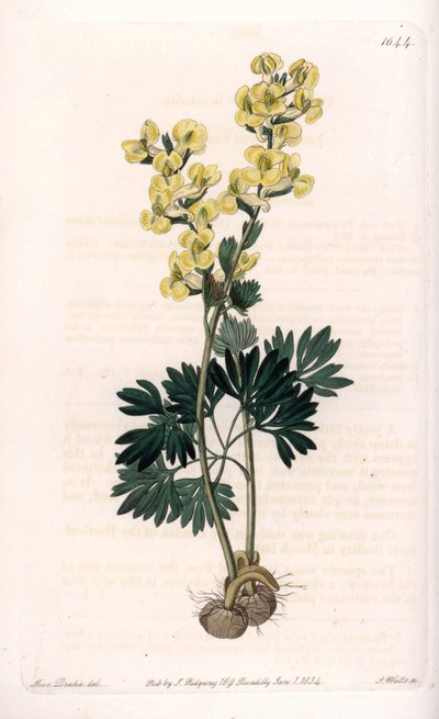 Geelbloemige corydale variëteit - Gegraveerd door S.Watts, naar een illustratie van Sarah Anne Drake (1803-1857), uit het Botanical Register van Sydenham Edwards (1768-1819), Engeland door Sydenham Teast Edwards