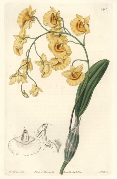 Gele dendrobium orchidee, inheems in India door Sydenham Teast Edwards
