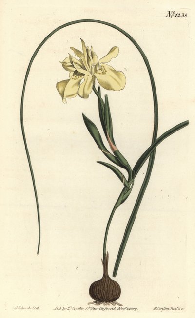 Gele eetbare moraea, Moraea fugax (Moraea edulis) door Sydenham Teast Edwards