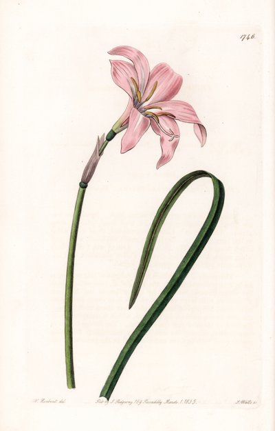 Zephyrantes hybride variëteit - Plaat gegraveerd door S. Watts, naar een illustratie van Sarah Anne Drake (1803-1857), uit het Botanical Register van Sydenham Edwards (1768-1819), Engeland door Sydenham Teast Edwards