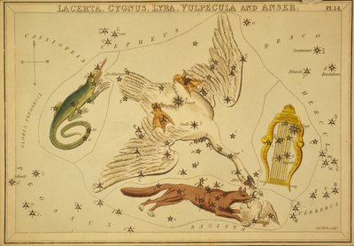 Lacerta, Cygnus, Lyra, Vulpecula en Anser, Illustratie uit 