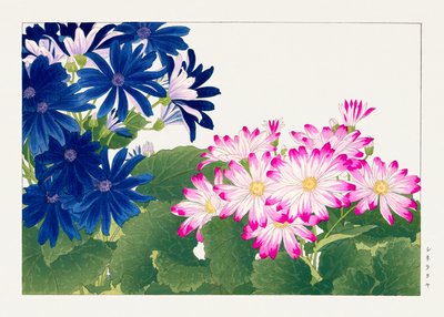 Vintage cineraria bloem van "Seiyou Sokazufu". door Tanigami Konan