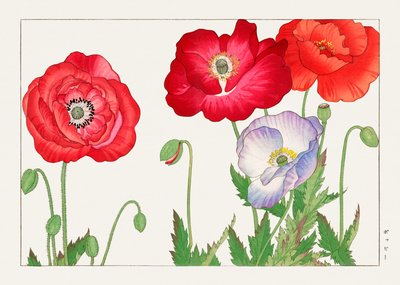 Vintage klaproosbloem van "Seiyou Sokazufu". door Tanigami Konan